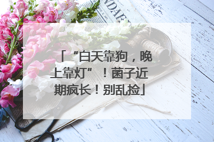 “白天靠狗，晚上靠灯”！菌子近期疯长！别乱捡