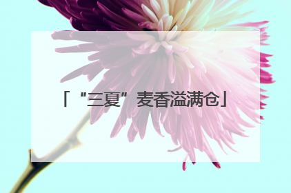 “三夏”麦香溢满仓