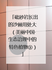 砒砂岩长出的沙棘用处大（美丽中国·生态治理中的特色植物③）