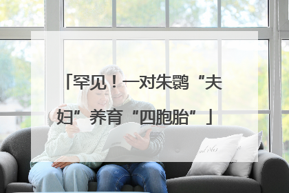 罕见！一对朱鹮“夫妇”养育“四胞胎”