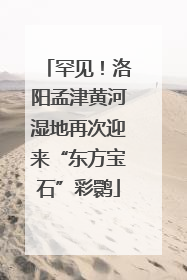 罕见！洛阳孟津黄河湿地再次迎来“东方宝石”彩鹮