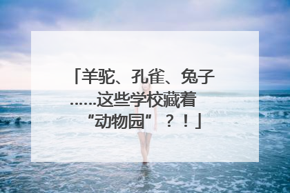 羊驼、孔雀、兔子……这些学校藏着 “动物园”？！