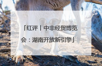 红评丨中非经贸博览会：湖南开放新引擎