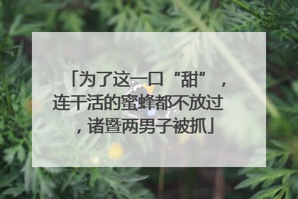 为了这一口“甜”，连干活的蜜蜂都不放过，诸暨两男子被抓