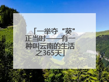 一举夺“葵”正当时——有一种叫云南的生活之365天