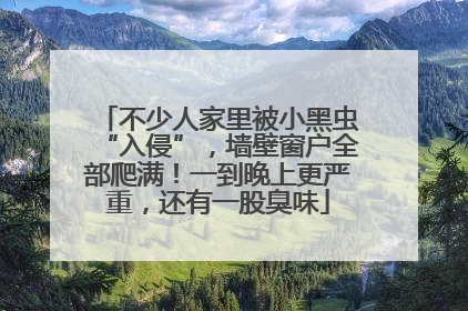 不少人家里被小黑虫“入侵”，墙壁窗户全部爬满！一到晚上更严重，还有一股臭味
