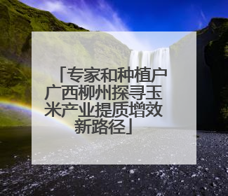 专家和种植户广西柳州探寻玉米产业提质增效新路径