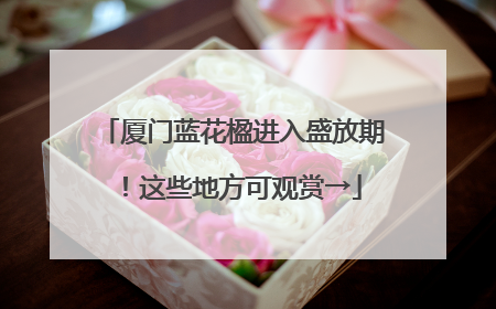 厦门蓝花楹进入盛放期！这些地方可观赏→