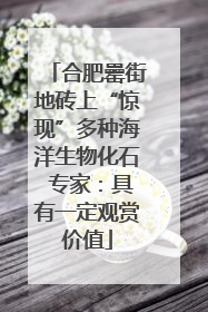 合肥罍街地砖上“惊现”多种海洋生物化石 专家：具有一定观赏价值