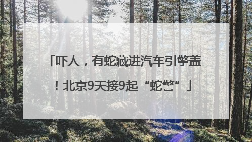 吓人，有蛇藏进汽车引擎盖！北京9天接9起“蛇警”