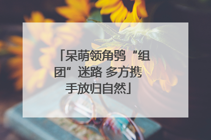 呆萌领角鸮“组团”迷路 多方携手放归自然