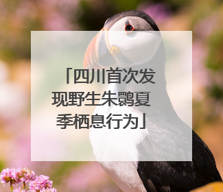 四川首次发现野生朱鹮夏季栖息行为