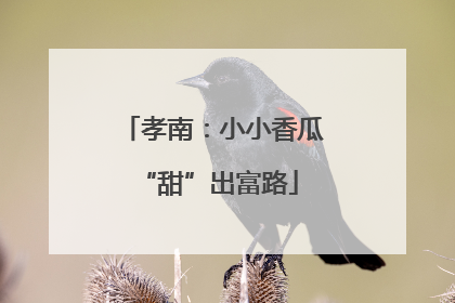 孝南：小小香瓜 “甜”出富路