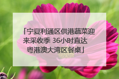 宁夏利通区供港蔬菜迎来采收季 36小时直达粤港澳大湾区餐桌