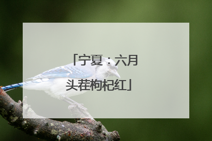 宁夏：六月头茬枸杞红