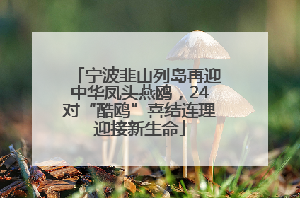 宁波韭山列岛再迎中华凤头燕鸥，24对“酷鸥”喜结连理迎接新生命