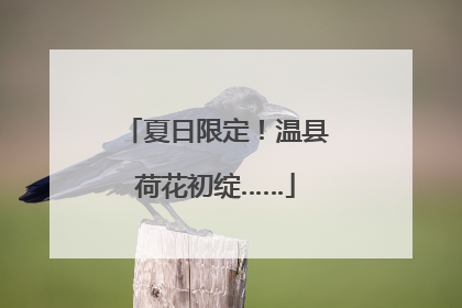 夏日限定！温县荷花初绽……