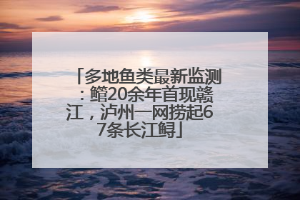多地鱼类最新监测：鳤20余年首现赣江，泸州一网捞起67条长江鲟