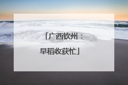 广西钦州：早稻收获忙
