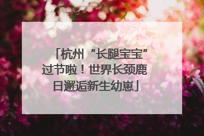 杭州“长腿宝宝”过节啦！世界长颈鹿日邂逅新生幼崽