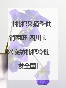 枇杷采摘季供销两旺 四川宝兴晚熟枇杷冷链发全国