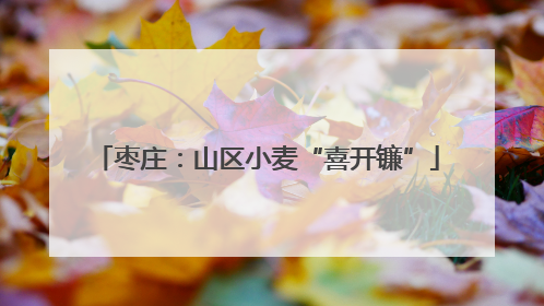 枣庄：山区小麦“喜开镰”