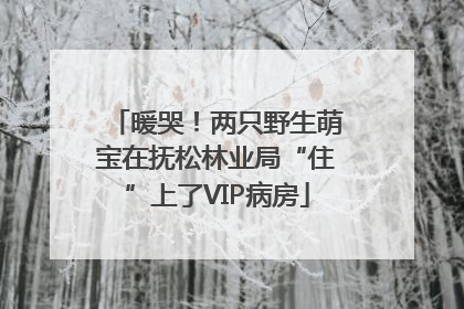 暖哭！两只野生萌宝在抚松林业局“住”上了VIP病房