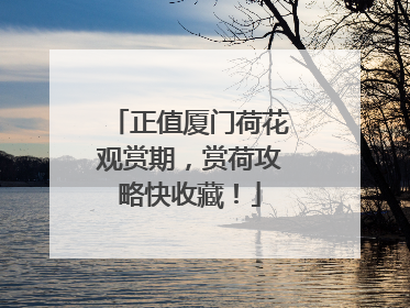正值厦门荷花观赏期，赏荷攻略快收藏！