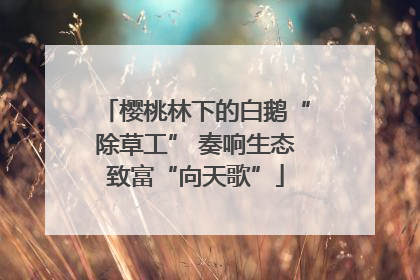 樱桃林下的白鹅“除草工” 奏响生态致富“向天歌”