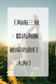 海南三亚：糙齿海豚被成功放归大海