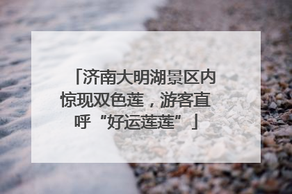 济南大明湖景区内惊现双色莲，游客直呼“好运莲莲”