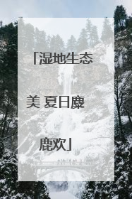 湿地生态美 夏日麋鹿欢