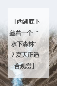 西湖底下藏着一个“水下森林”？夏天正适合观赏