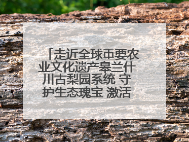 走近全球重要农业文化遗产皋兰什川古梨园系统 守护生态瑰宝 激活发展动能