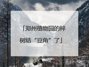 郑州植物园的梓树结“豆角”了