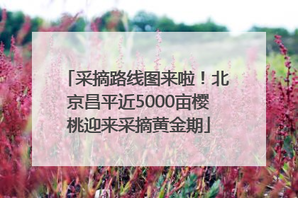 采摘路线图来啦！北京昌平近5000亩樱桃迎来采摘黄金期