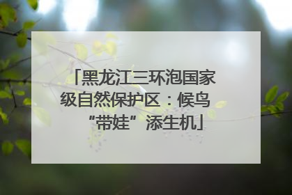 黑龙江三环泡国家级自然保护区：候鸟“带娃”添生机